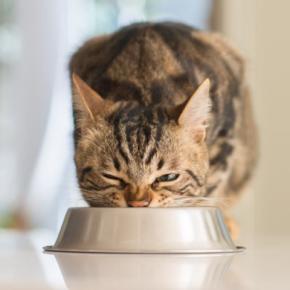 猫の老化を加速させる『NG習慣』4選 心身に及ぶ悪影響や改善のコツまで