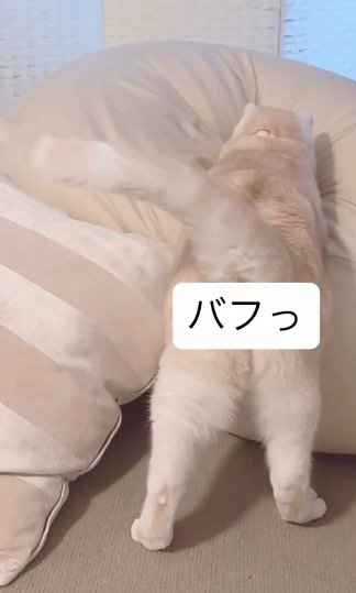 クッションに前足を乗せるマンチカン