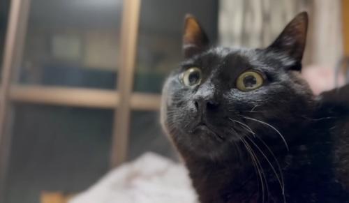 部屋の中にいる黒猫