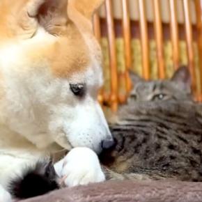 嵐の夜、雷を怖がる犬→寝ている猫のところに行くと…あまりにも『ほほえましい光景』に「ヨシヨシしてるみたい」「頼りになるんだね」の声
