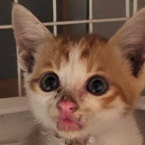 重度の皮膚炎だった『500gの小さな子猫』→約半年後…激変した『現在の様子』に感動「ご立派になられたね」「めっちゃ可愛い」と1万いいね
