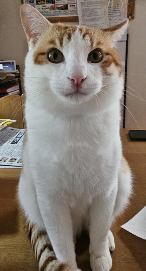お座りする猫