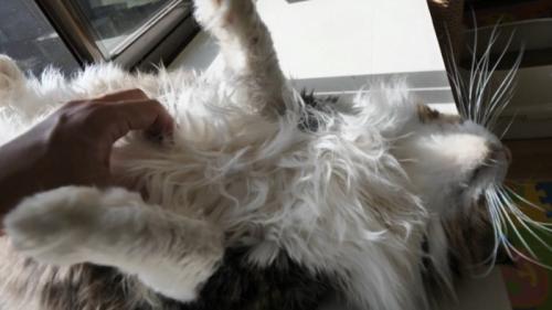 お腹をなでられる猫
