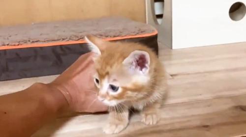 片手でつかまれる子猫