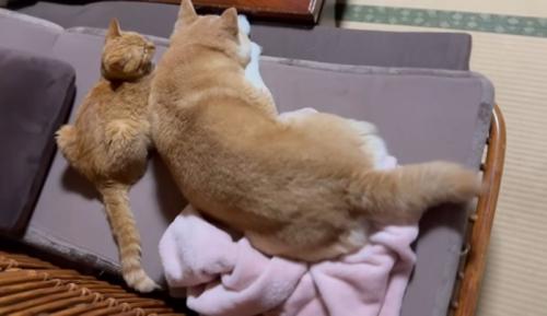 寄り添ってくつろぐ猫と柴犬