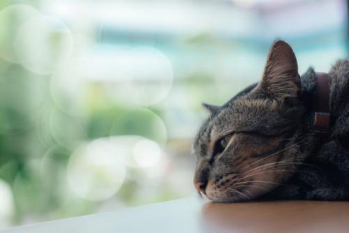 テーブルの端で寝る猫
