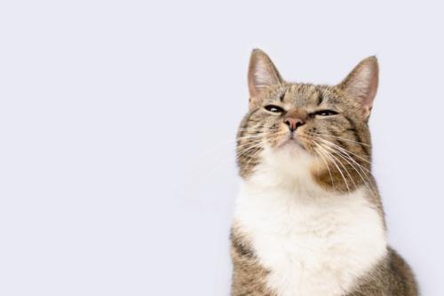 ニオイを嗅ぐ猫