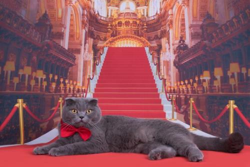 赤い蝶ネクタイをつけた猫