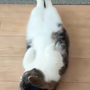 仰向けの状態で『床で寝ていた猫』→目が覚めると…まるで人間のような反応に４万いいね「酔っぱらって床で寝たとき」「おっさんみたいｗ」