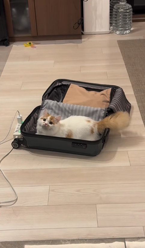 床に置いてあるスーツケースの中に入っている子猫