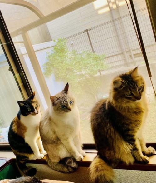 並んで座る猫