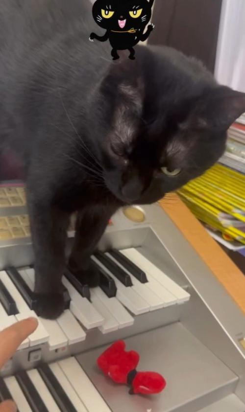 飼い主さんの指を見つめる猫