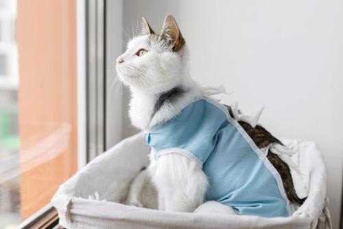 不妊手術を受けた猫