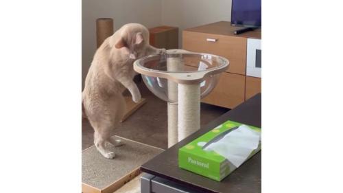透明ボウルと猫