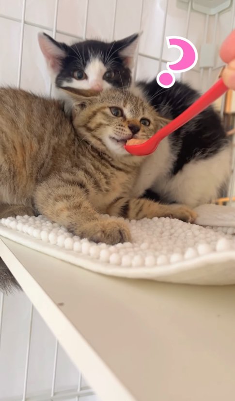 ハチワレ子猫の前でスプーンを口元に差し出されているキジトラ子猫「？」