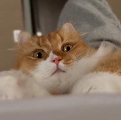 ガン見する猫