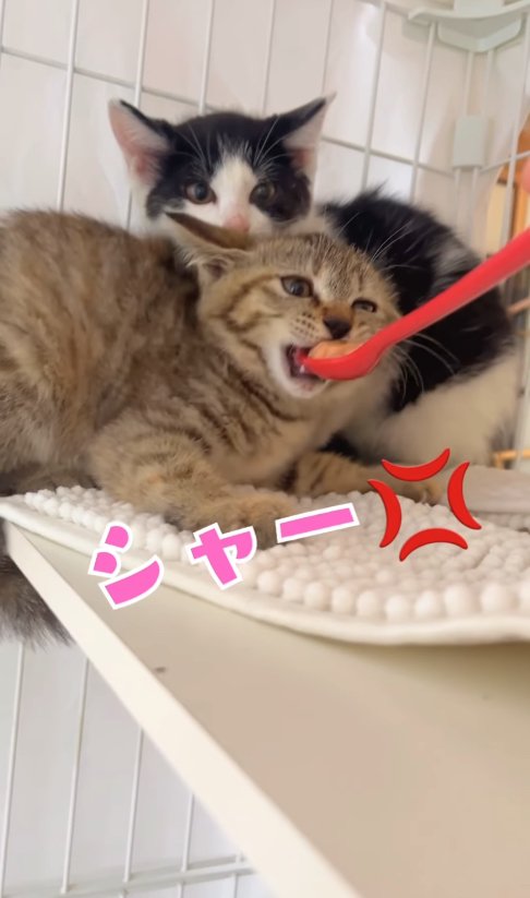 ハチワレ子猫の前でスプーンを口に入れられているキジトラ子猫