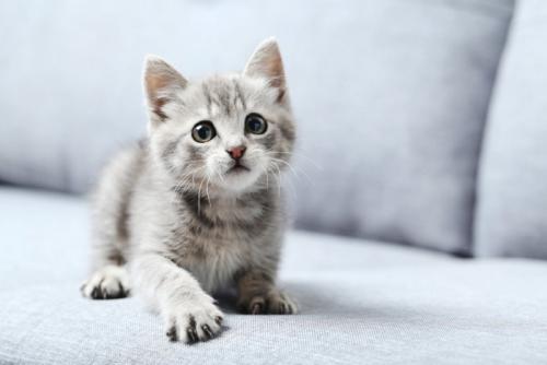 ソファーでじっと一点を見つめる子猫