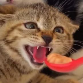 『威嚇する保護子猫』に『おやつ』を差し出した結果…直後の『可愛すぎる光景』が297万再生「知ってしまったｗ」「耳の変化がおもろいｗ」