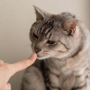 猫があなたの『ニオイを嗅ぎたがる』タイミング3選 何を確認しているの?読み取っている情報まで
