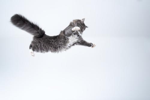 落ちていく猫のイメージ