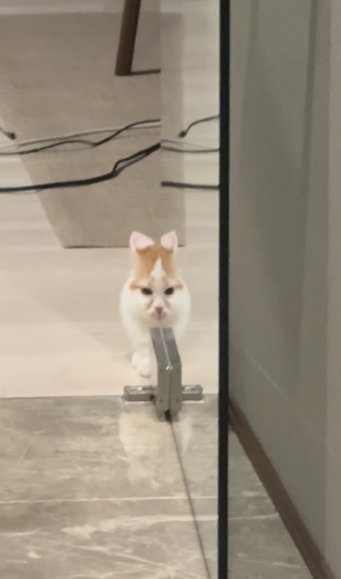 ガラス戸に顔の半分が反射している猫（引き）
