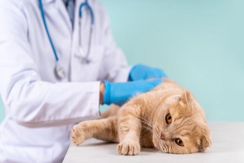 診察中の猫