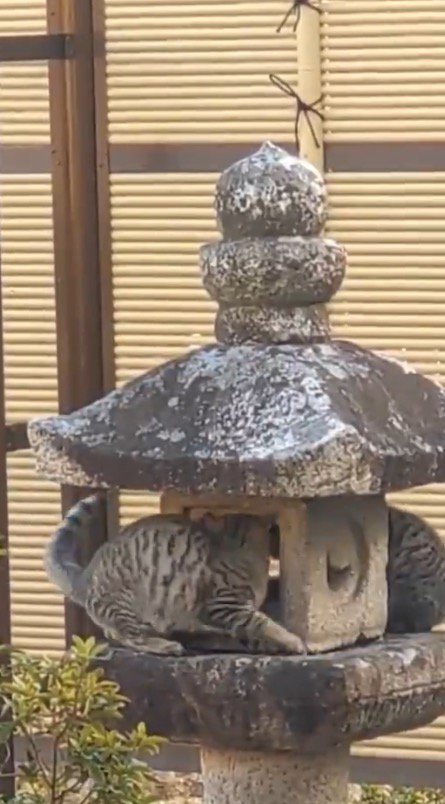 灯籠の隙間から向こう側の猫を見つめる猫