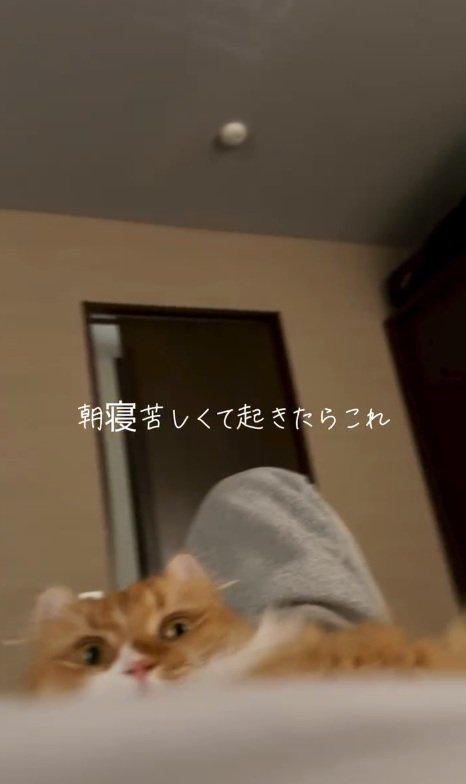 お腹に乗る猫