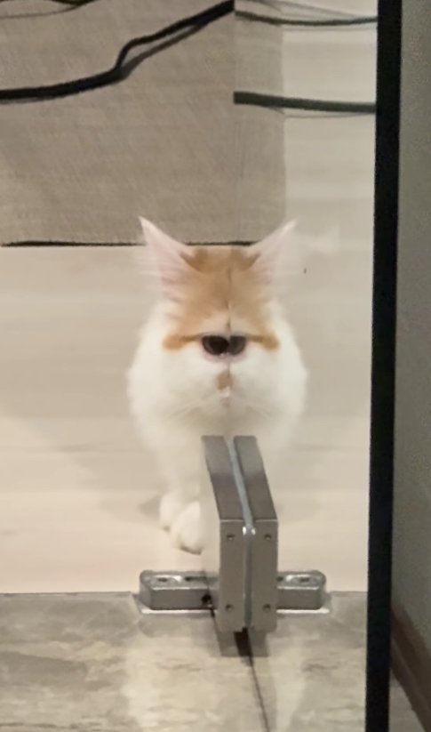 ガラス戸に顔の半分が反射している猫（アップ目がくっついている）