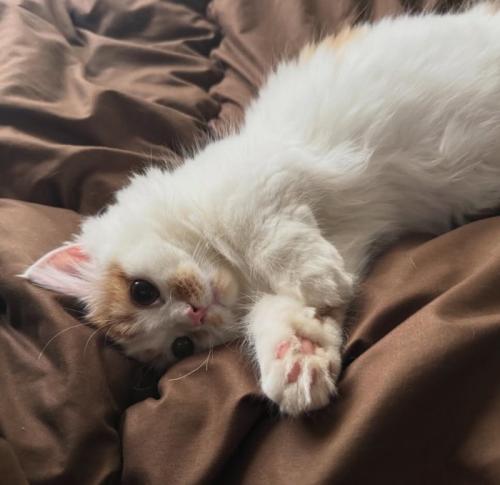 茶色い布団の上で横になっている子猫
