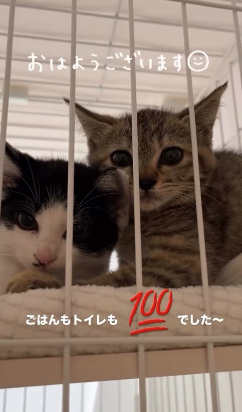 ケージ越しにカメラを見つめる2匹の子猫