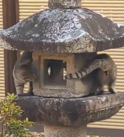 灯籠を囲んで追いかけっこをする2頭の猫