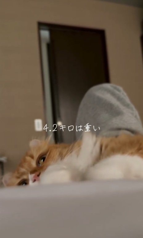 くつろぐ猫