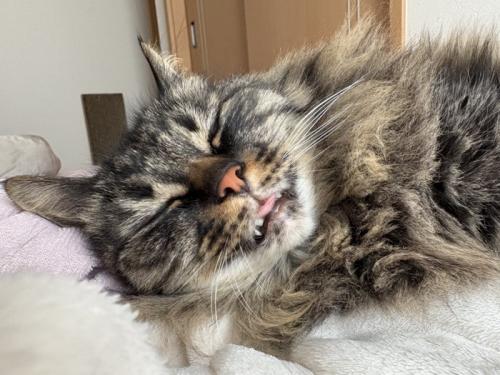 舌を出して眠る猫の顔
