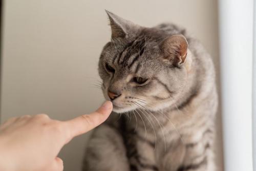 猫とあいさつ・サバトラ猫