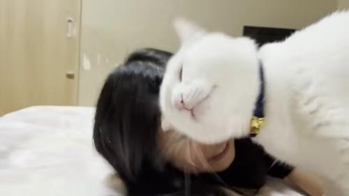 子どもに頭突きをしている猫