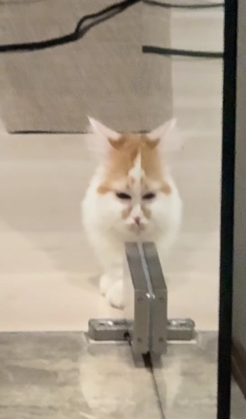 ガラス戸に顔の半分が反射している猫（アップ目が近い）