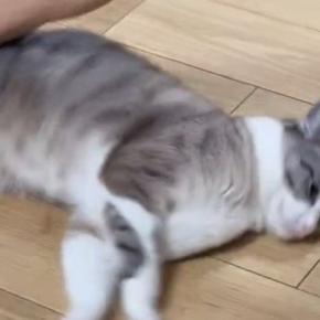 フローリングの上で『くるくる回される猫』→あまりにも無抵抗で…シュールすぎる光景に１万いいね「ワイパーだ」「新感覚の遊び方ｗ」