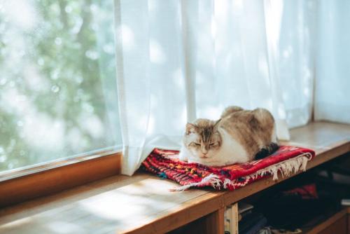 窓辺の猫