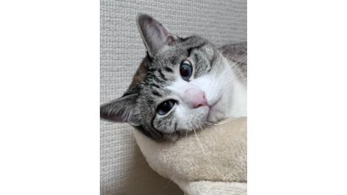 室内にいる猫