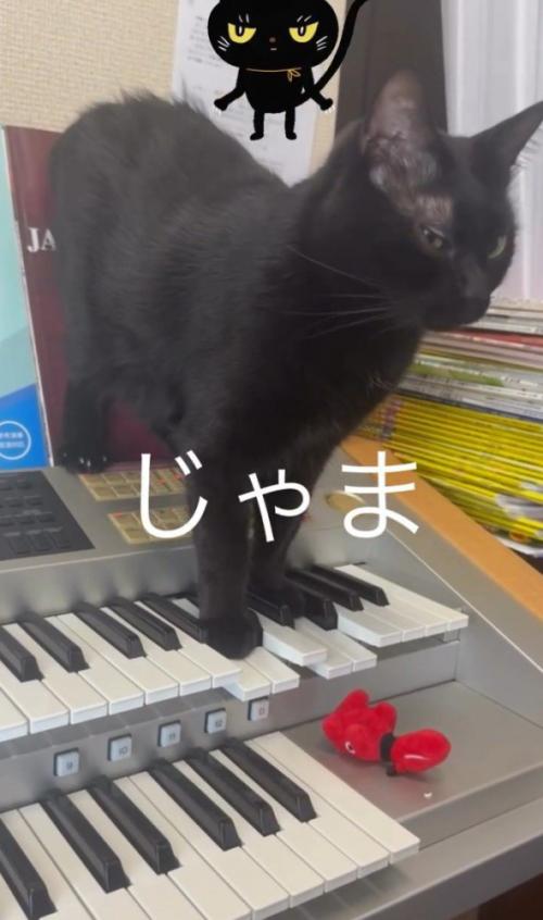 鍵盤を踏む猫2