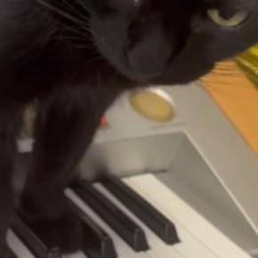 エレクトーンの練習中、黒猫が『鍵盤に乗ってきた』結果…まさかの展開が60万再生「怖すぎてやばいｗ」「自分のBGM作ってるのかな」