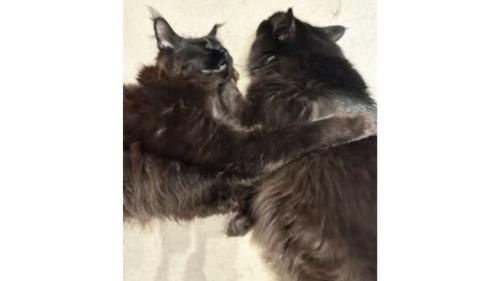 室内にいる猫