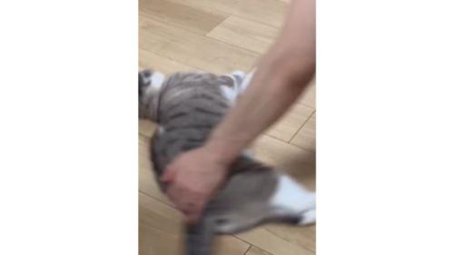 寝転がっている猫
