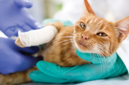 骨折した猫を治療する獣医