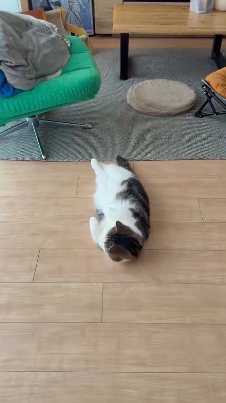 もう一度顔を上げて辺りを観察する猫