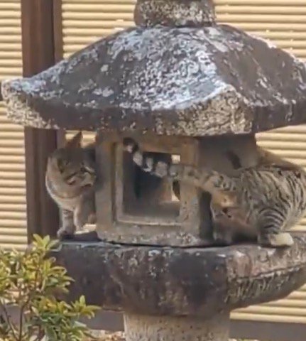 灯籠の周りを何度も回る2頭の猫