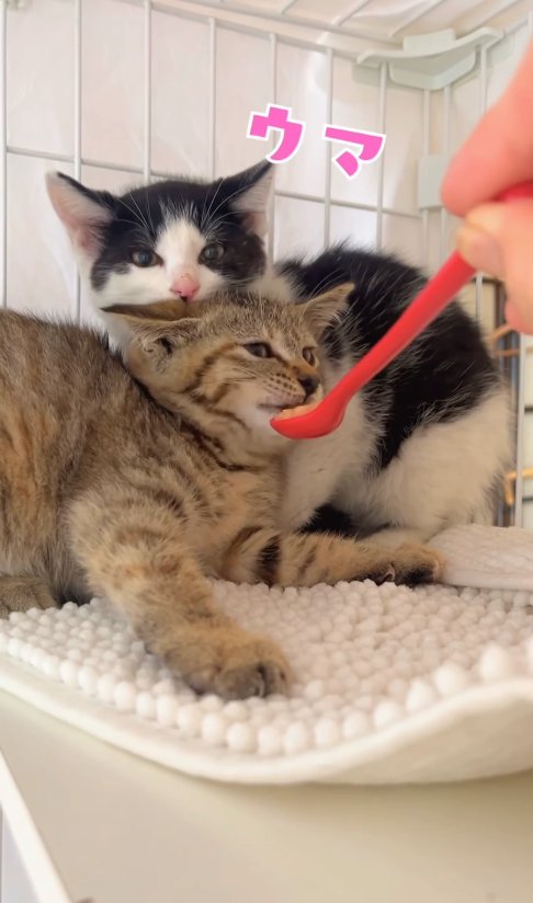 ハチワレ子猫の前でスプーンを差し出されて体を引いているキジトラ子猫「ウマ」