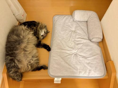 すっかりへそ天で眠る猫とひんやりマット